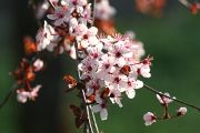 IMG_0778